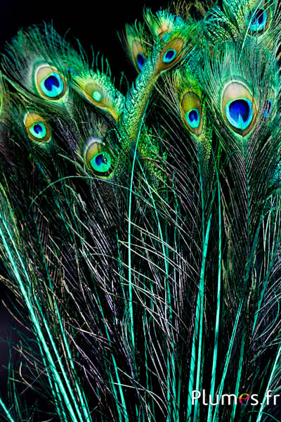 Paon bleu - 60-70  cm - jade